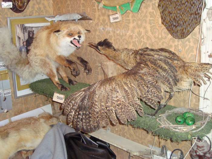 Чучела животных, птиц, рыб. Изготовление и продажа., фотография 11