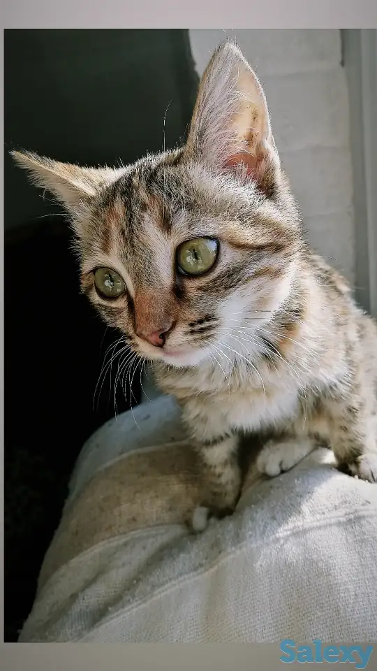 Отдам котёнка, фотография 1