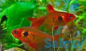 Тетра фон Рио своего разведения, фотография 1