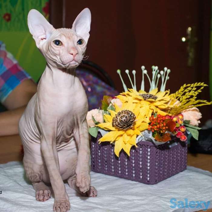 Котята дончаки, фотография 2