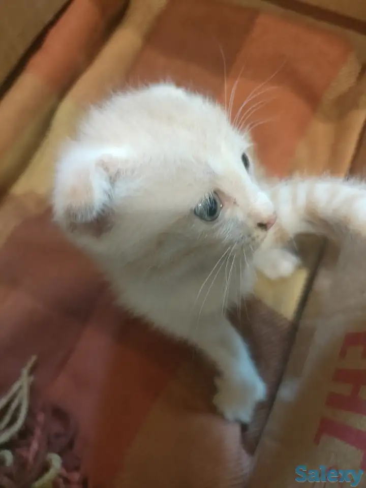 Котенок 1,5 мес, бесплатно! Мама кошка опытный крысолов!, фотография 2