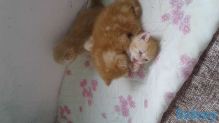 Страйты на счастье и здоровье, фотография 4