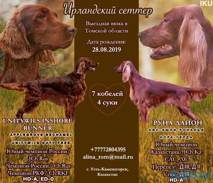 Щенки ирландского сеттера, фотография 1