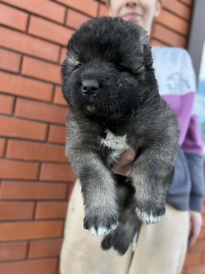 Щенки Кавказкой овчарки, фотография 1