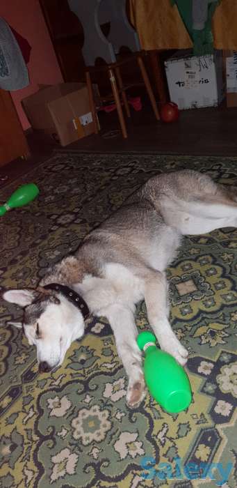 Пропала Хаска, фотография 3