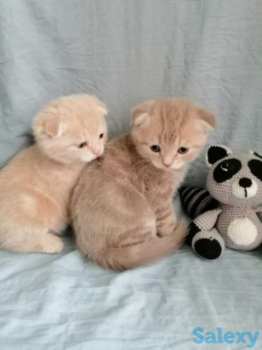 Продаю котят Скоттиш-Фолд, фотография 1