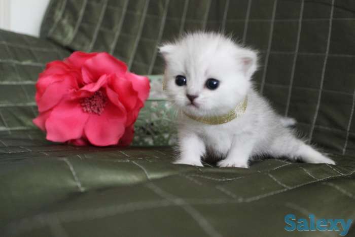 Шотландские шиншиллы, фотография 1