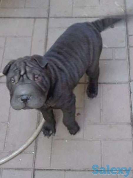 Продам щенка шарпея, фотография 1