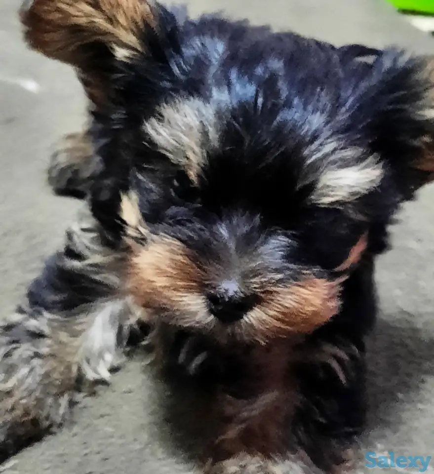 Йоркширский терьер, фотография 2