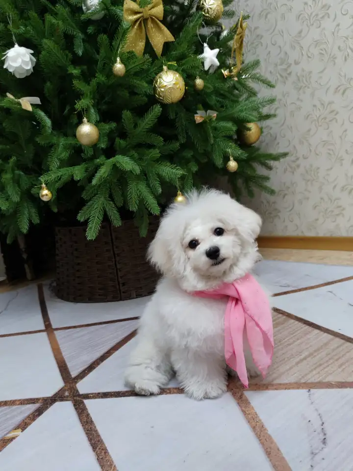 Бишон Фризе щенок, фотография 1