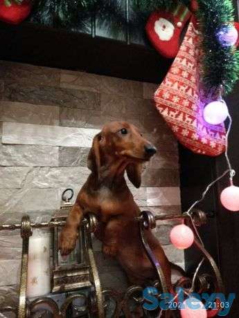 Обаятельные щеночки, фотография 1