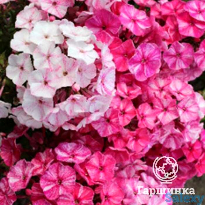 Флокс метельчатый фрикли ред шейдес, фотография 1