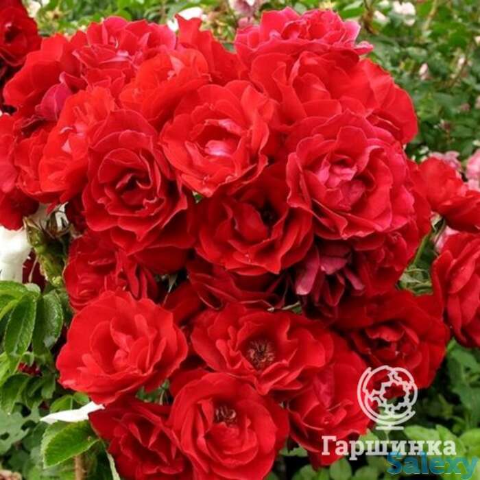 Роза хоуп фо хьюманити канадская парковая п/с, фотография 1