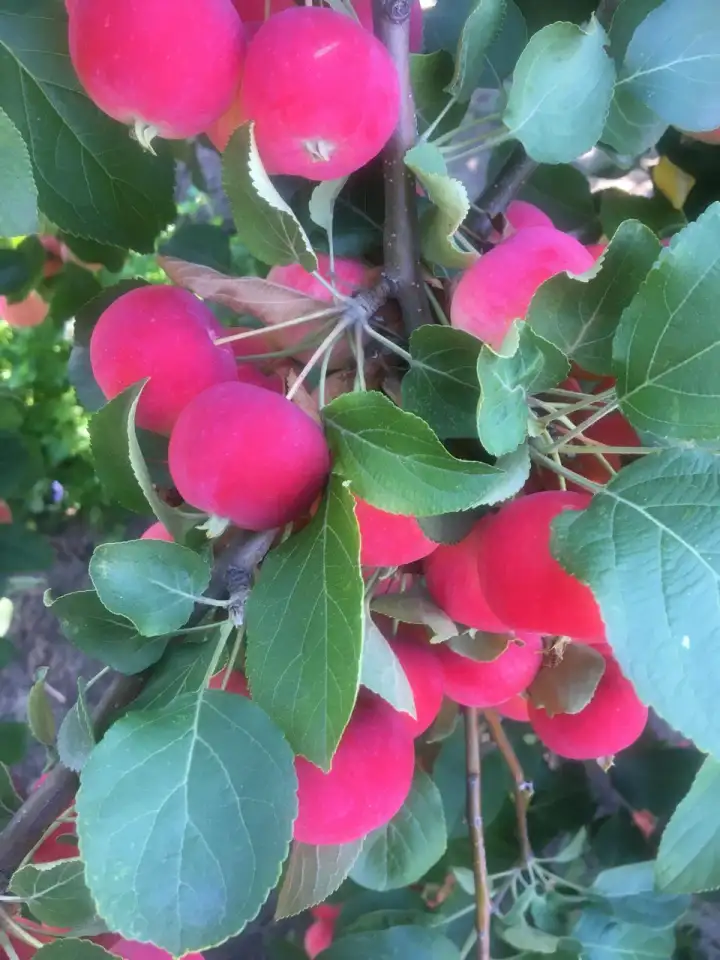 Продается дача, фотография 6