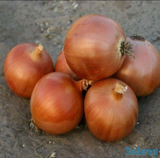 Продам лук репчатый урожай 2017, фотография 1