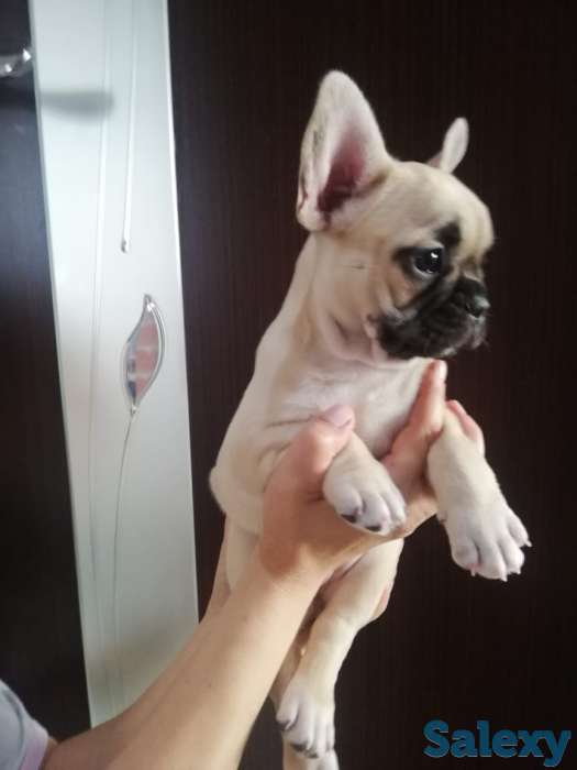 Продам щенков французского бульдога, фотография 12
