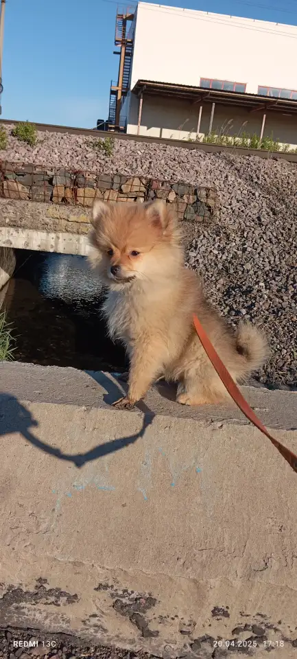 Продам померанского шпица все вопросы по телефону, фотография 1