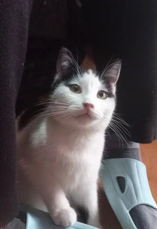 Отдам котят, фотография 2