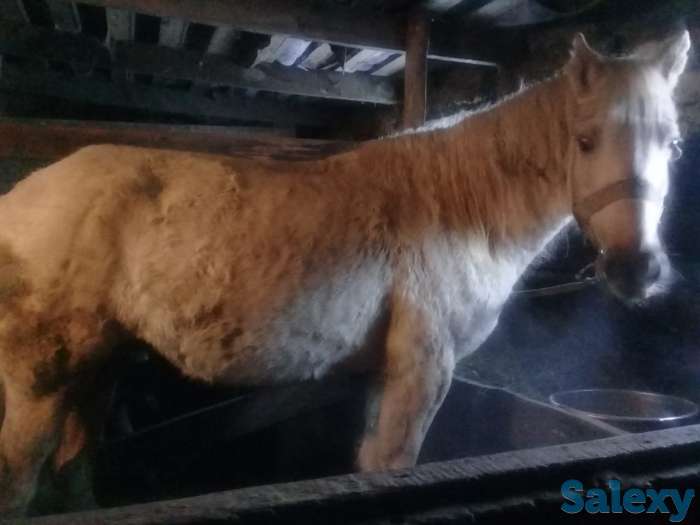 Продам жеребую кобылу, фотография 2