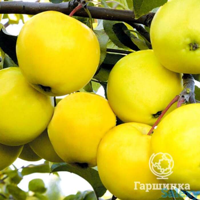 Яблоня папиро янтарное, фотография 1