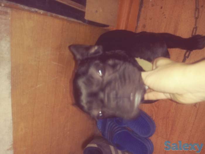 Продам французского бульдога, фотография 2