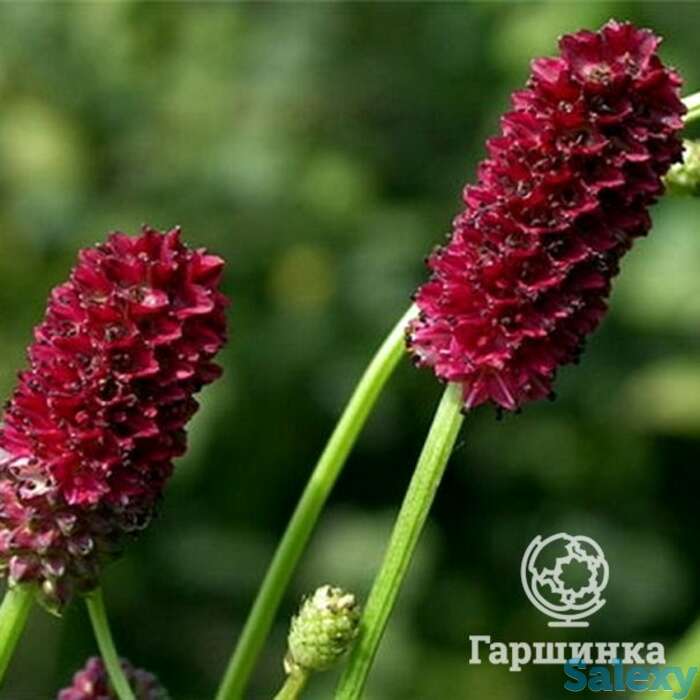 Кровохлебка Tанна, фотография 1