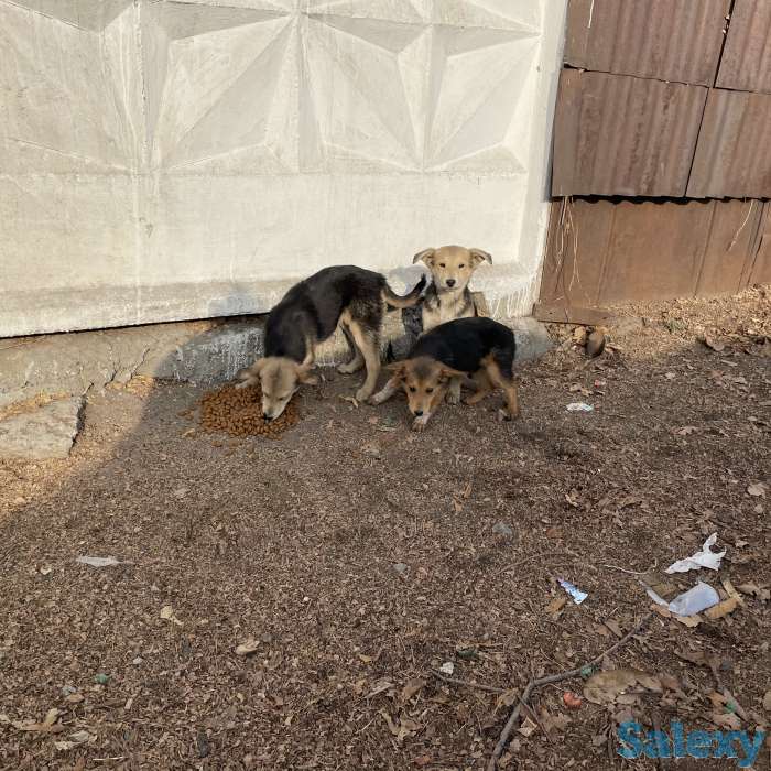 Отдам щенков в хорошие руки!, фотография 3