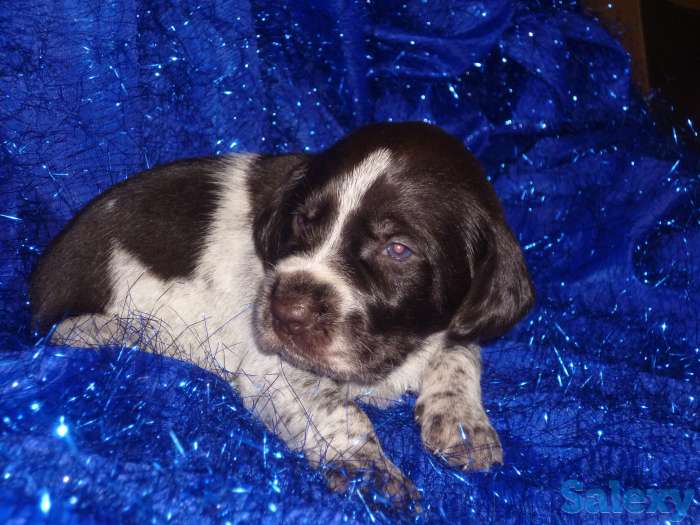 Дратхаара щенков продам, фотография 2