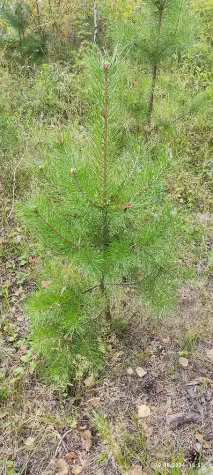 Туя выше 3 метров, сосна живая, берёза, ива, ольха, рябина, рассада., фотография 4