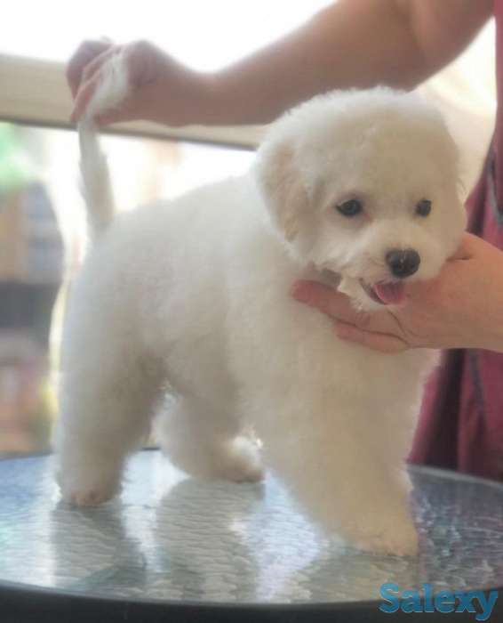 Бишон Фризе., фотография 6