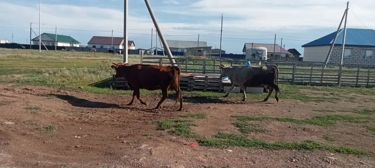 Продам 2 коровы с телятами. Можно без телят. Дойные коровы. Плохих прывычек нет. Умные, красивые, стройные коровы, фотография 5