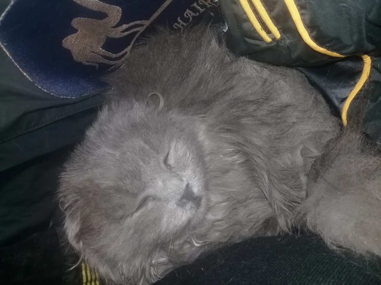 Шотландская вислоушка, фотография 1