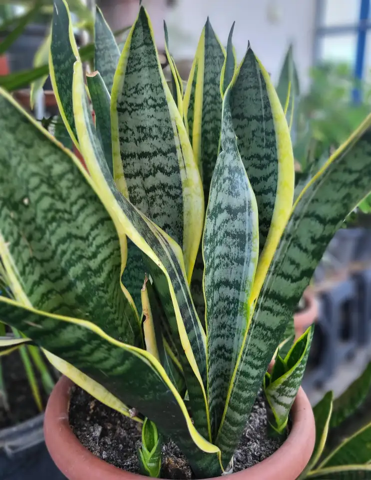 Продам Сансевиерию, фотография 1