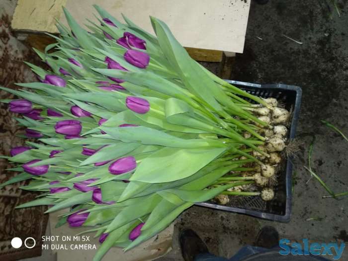 Тюльпаны оптом к 8 марта, фотография 5