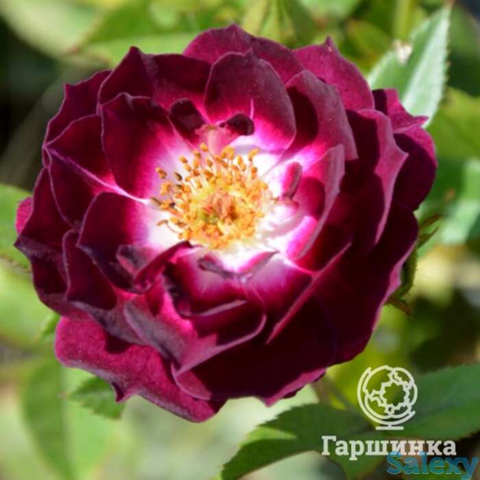 Роза даймонд айс, викс, фотография 1