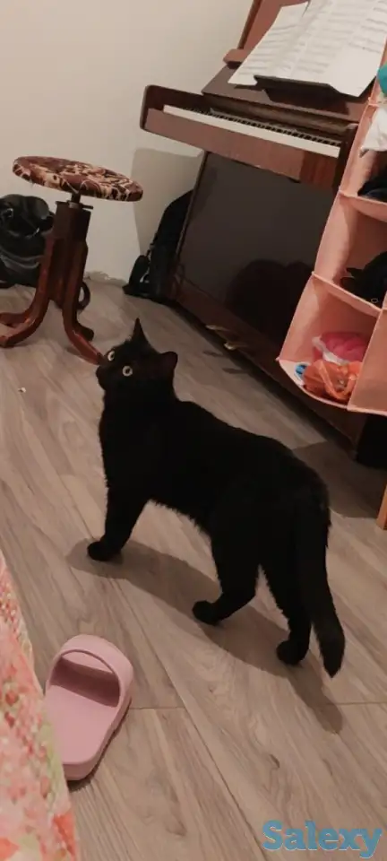 Пропала кошка, фотография 1