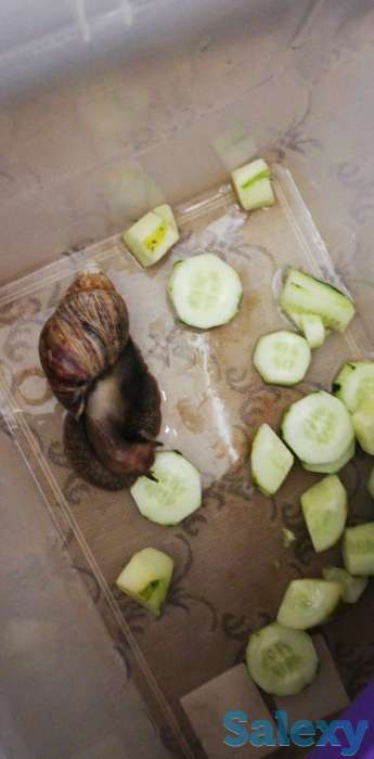 Улитки, фотография 7