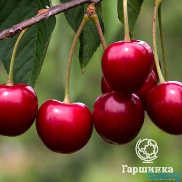 Вишня рубиновая, фотография 1