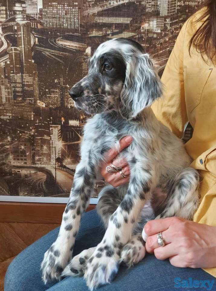 щенки английский сеттер, фотография 5