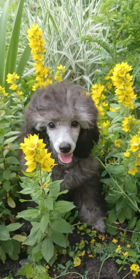 Породистые щенки малого и миниатюрного  карликового пуделя, фотография 2