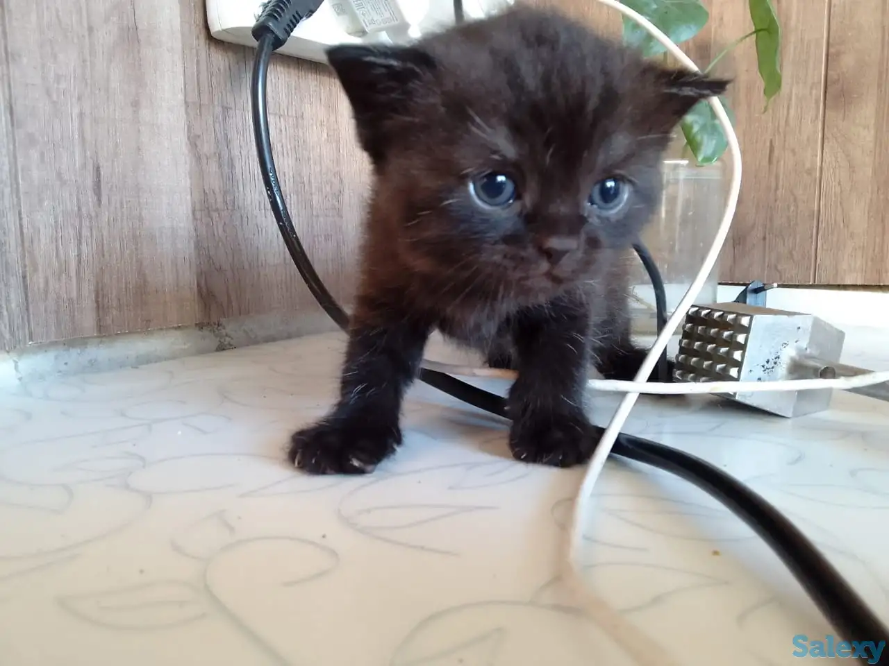 Породистый британский котенок, фотография 1