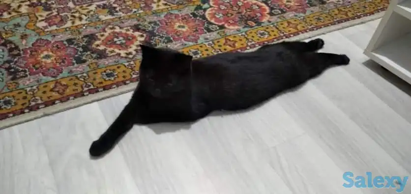 Пропала кошка, фотография 2