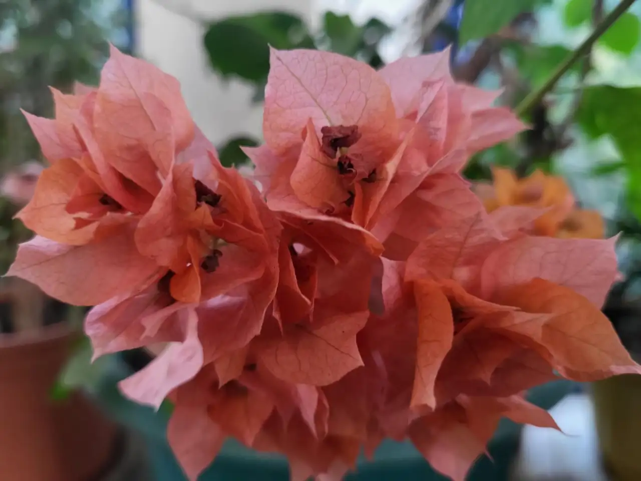 Продам роскошные Бугенвилии, фотография 3