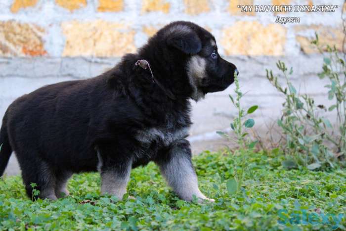 Щенки Восточноевропейской овчарки, фотография 8