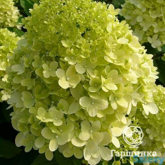 Гортензия канделайт, фотография 1