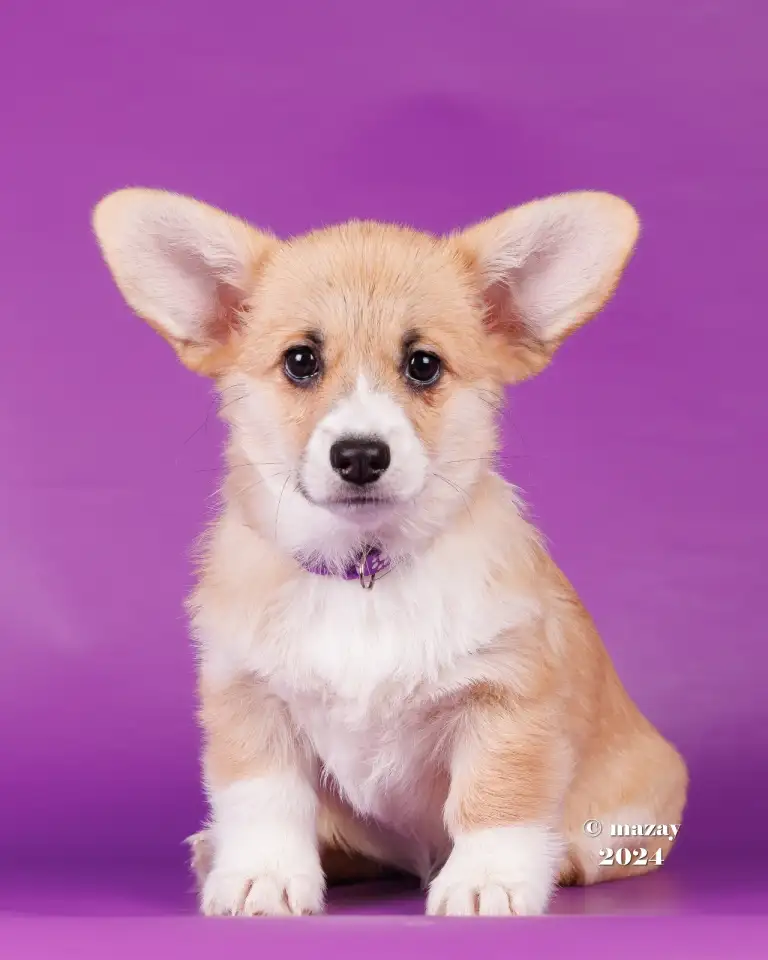 Щенки Вельш Корги Пемброк, фотография 5