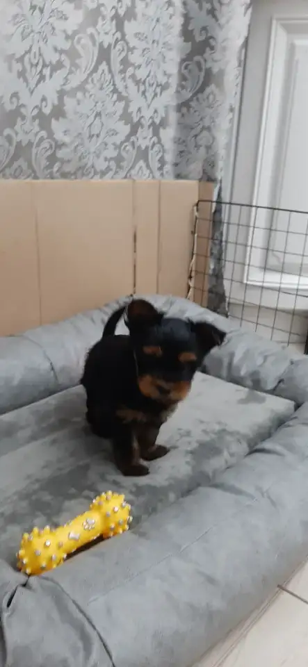 Щенки йоркширского терьера, фотография 1