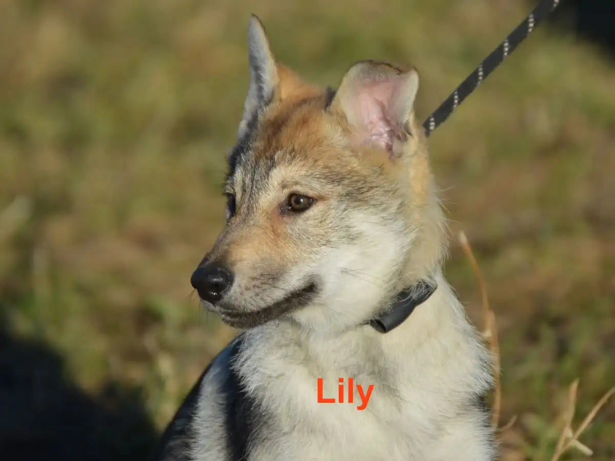 Чешский VolfDog Чешский волчак, фотография 1