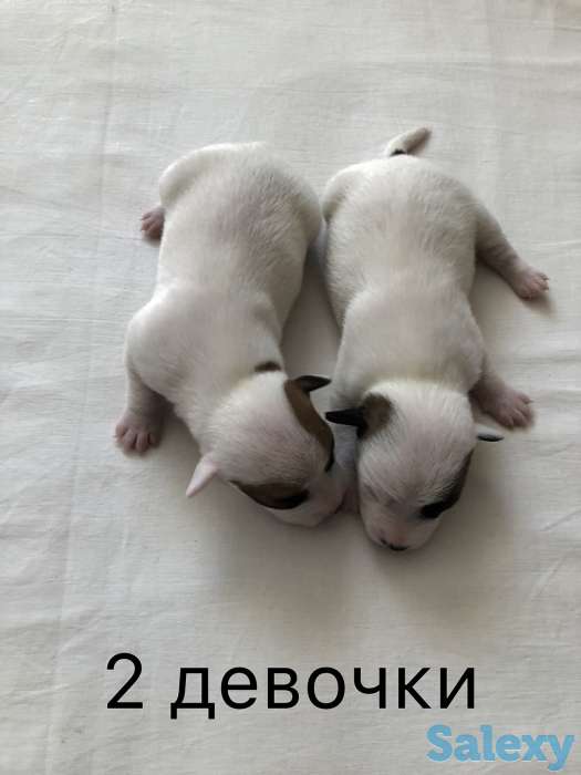 Щенки Джер Рассел Терьер, фотография 3