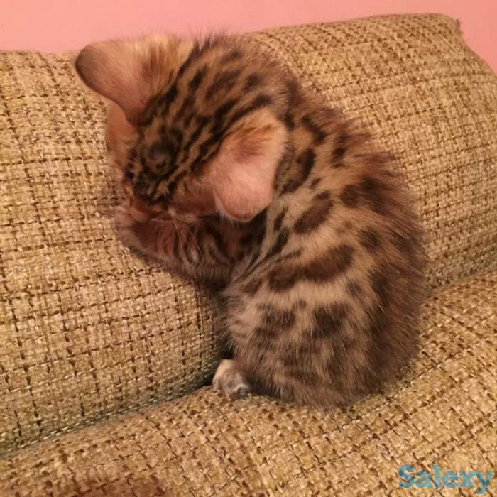 Продам котят. Порода Бенгал, фотография 6